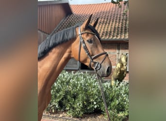 Oldenburger Springpferd, Wallach, 4 Jahre, 169 cm, Brauner