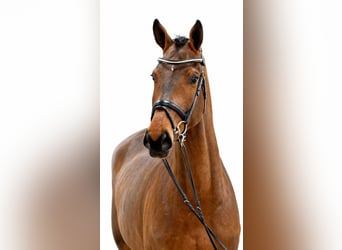 Oldenburger Springpferd, Wallach, 4 Jahre, 169 cm, Brauner