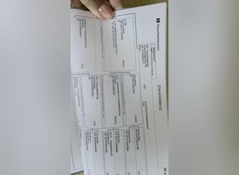 Oldenburger Springpferd, Wallach, 4 Jahre, 169 cm, Dunkelbrauner