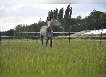 Oldenburger Springpferd, Wallach, 4 Jahre, 169 cm, Schimmel