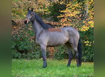 Oldenburger Springpferd, Wallach, 4 Jahre, 170 cm, Brauner