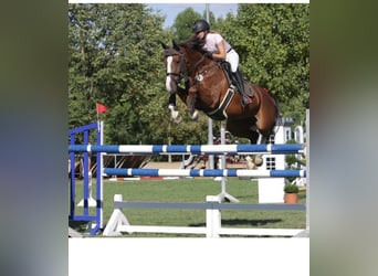 Oldenburger Springpferd, Wallach, 4 Jahre, 170 cm, Brauner