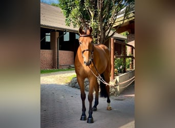 Oldenburger Springpferd, Wallach, 4 Jahre, 170 cm, Brauner