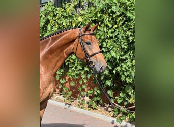 Oldenburger Springpferd, Wallach, 4 Jahre, 170 cm, Brauner