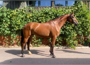 Oldenburger Springpferd, Wallach, 4 Jahre, 170 cm, Brauner