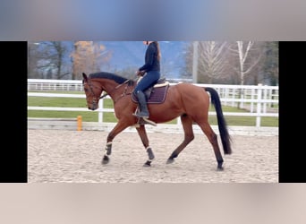 Oldenburger Springpferd, Wallach, 4 Jahre, 170 cm, Brauner