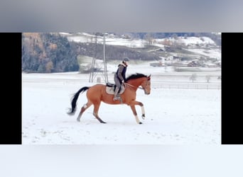 Oldenburger Springpferd, Wallach, 4 Jahre, 170 cm, Brauner