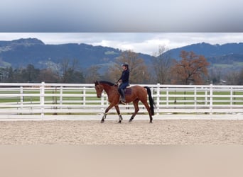 Oldenburger Springpferd, Wallach, 4 Jahre, 170 cm, Brauner