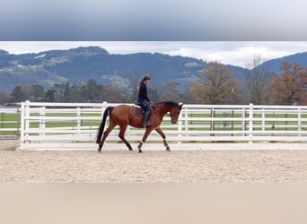 Oldenburger Springpferd, Wallach, 4 Jahre, 170 cm, Brauner