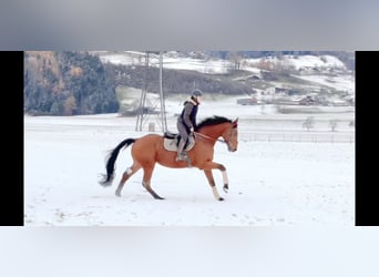 Oldenburger Springpferd, Wallach, 4 Jahre, 170 cm, Brauner