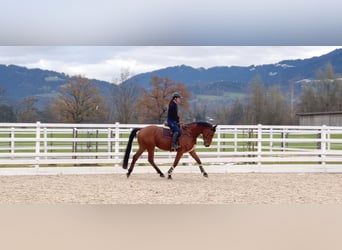 Oldenburger Springpferd, Wallach, 4 Jahre, 170 cm, Brauner