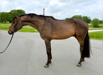 Oldenburger Springpferd, Wallach, 4 Jahre, 170 cm, Brauner