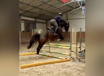 Oldenburger Springpferd, Wallach, 4 Jahre, 170 cm, Brauner