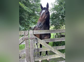 Oldenburger Springpferd, Wallach, 4 Jahre, 170 cm, Brauner