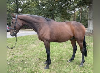Oldenburger Springpferd, Wallach, 4 Jahre, 170 cm, Brauner