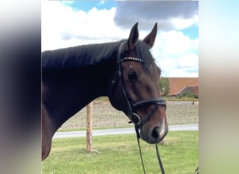 Oldenburger Springpferd, Wallach, 4 Jahre, 170 cm, Brauner