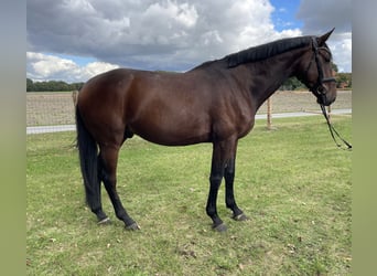 Oldenburger Springpferd, Wallach, 4 Jahre, 170 cm, Brauner