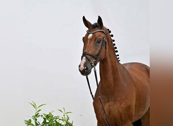 Oldenburger Springpferd, Wallach, 4 Jahre, 170 cm, Brauner