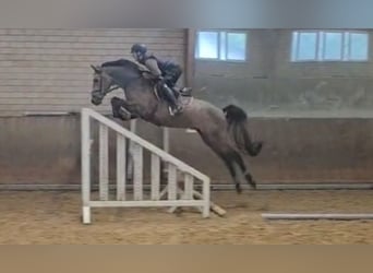 Oldenburger Springpferd, Wallach, 4 Jahre, 170 cm, Schimmel