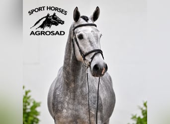 Oldenburger Springpferd, Wallach, 4 Jahre, 170 cm, Schimmel