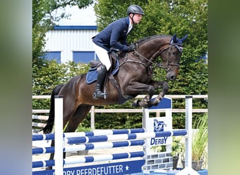 Oldenburger Springpferd, Wallach, 4 Jahre, 170 cm, Schwarzbrauner