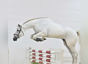 Oldenburger Springpferd, Wallach, 4 Jahre, 172 cm, Schimmel