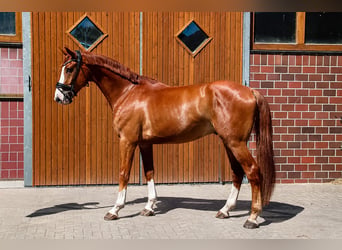 Oldenburger Springpferd, Wallach, 4 Jahre, 174 cm, Fuchs