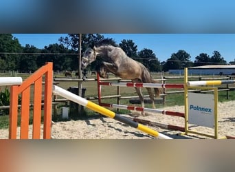 Oldenburger Springpferd, Wallach, 4 Jahre, 174 cm, Schimmel