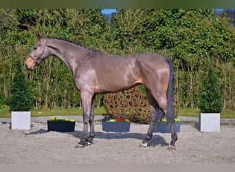 Oldenburger Springpferd, Wallach, 4 Jahre, 176 cm, Brauner