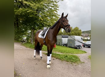 Oldenburger Springpferd Mix, Wallach, 4 Jahre, 177 cm, Brauner