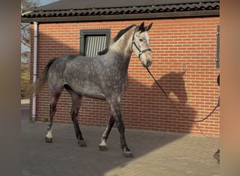Oldenburger Springpferd, Wallach, 4 Jahre, 177 cm, Schimmel