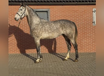 Oldenburger Springpferd, Wallach, 4 Jahre, 177 cm, Schimmel