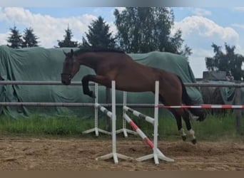 Oldenburger Springpferd, Wallach, 4 Jahre, 179 cm, Brauner