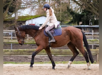 Oldenburger Springpferd, Wallach, 4 Jahre, 179 cm, Brauner