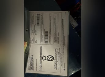 Oldenburger Springpferd, Wallach, 5 Jahre, 160 cm, Braunfalbschimmel