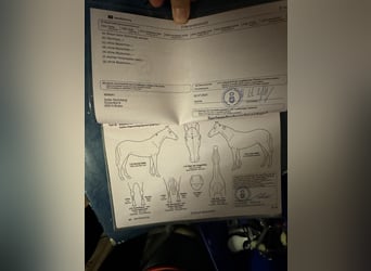 Oldenburger Springpferd, Wallach, 5 Jahre, 160 cm, Braunfalbschimmel