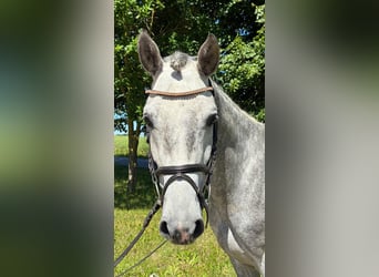 Oldenburger Springpferd, Wallach, 5 Jahre, 160 cm