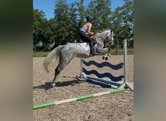 Oldenburger Springpferd, Wallach, 5 Jahre, 160 cm