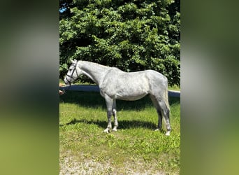 Oldenburger Springpferd, Wallach, 5 Jahre, 160 cm