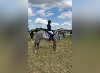 Oldenburger Springpferd, Wallach, 5 Jahre, 160 cm