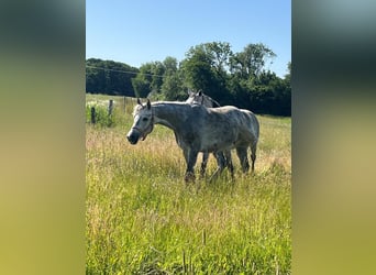 Oldenburger Springpferd, Wallach, 5 Jahre, 160 cm