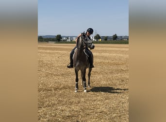 Oldenburger Springpferd, Wallach, 5 Jahre, 160 cm, Schimmel