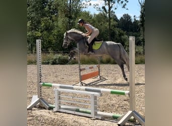 Oldenburger Springpferd, Wallach, 5 Jahre, 160 cm, Schimmel