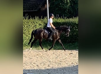 Oldenburger Springpferd, Wallach, 5 Jahre, 162 cm, Rappe