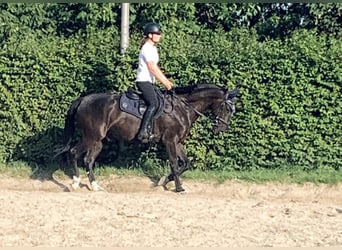 Oldenburger Springpferd, Wallach, 5 Jahre, 162 cm, Rappe