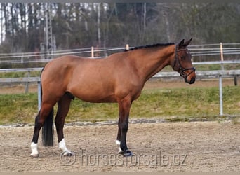 Oldenburger Springpferd, Wallach, 5 Jahre, 163 cm, Brauner