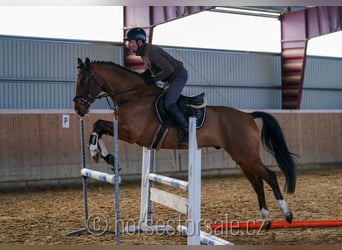 Oldenburger Springpferd, Wallach, 5 Jahre, 163 cm, Brauner