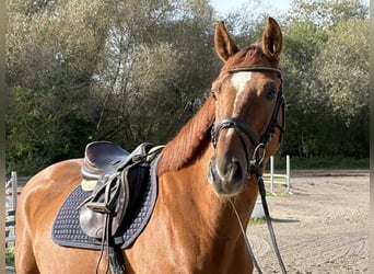 Oldenburger Springpferd, Wallach, 5 Jahre, 163 cm, Fuchs