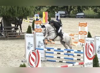 Oldenburger Springpferd, Wallach, 5 Jahre, 163 cm, Schimmel