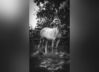 Oldenburger Springpferd, Wallach, 5 Jahre, 163 cm, Schimmel